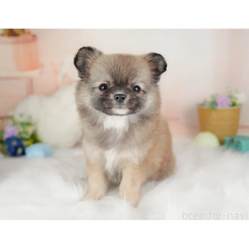 販売中の群馬県のチワワ(ロングコート)-454753の7枚目