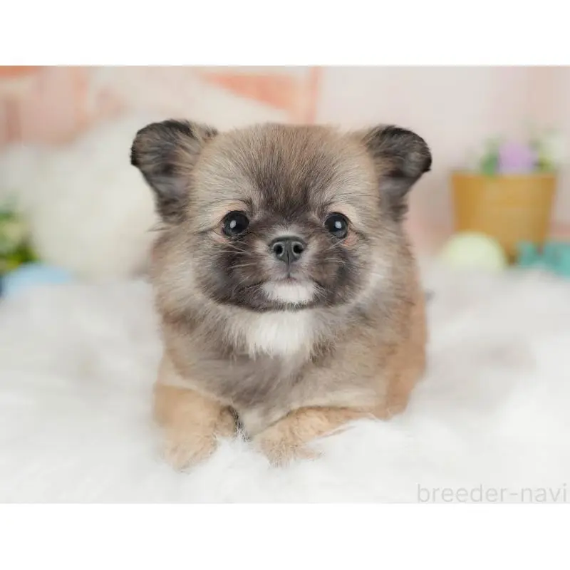 販売中の群馬県のチワワ(ロングコート)-454753の6枚目