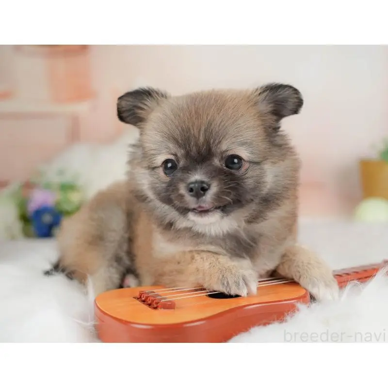 販売中の群馬県のチワワ(ロングコート)-454753の5枚目