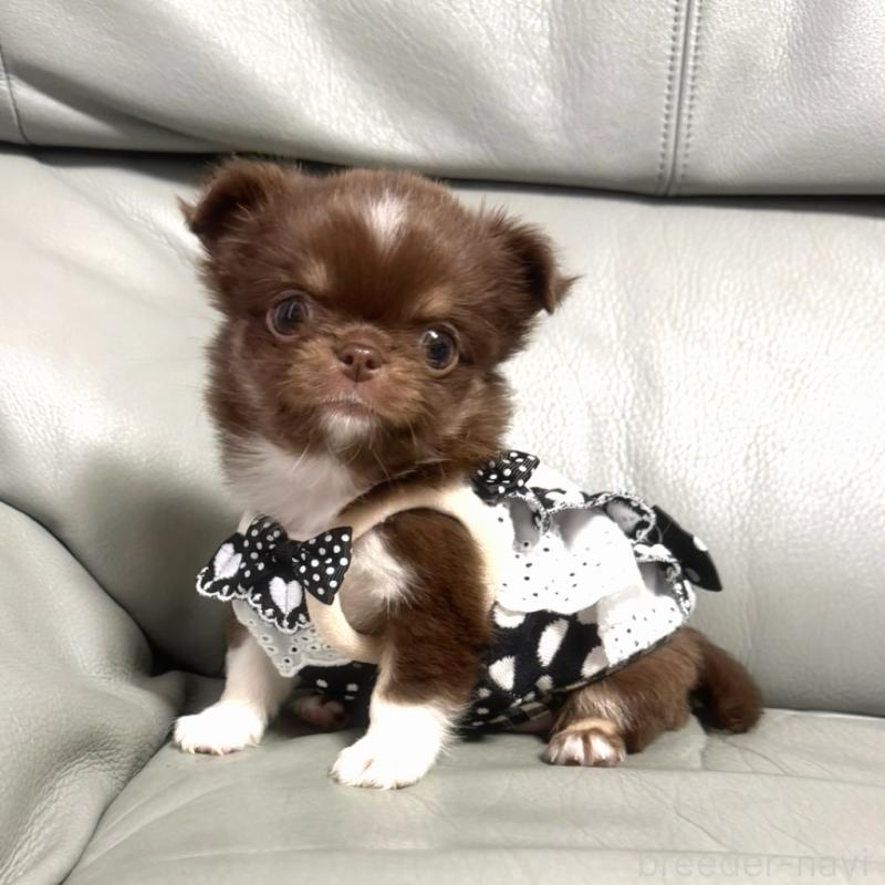 販売中の徳島県のチワワ(ロングコート)-454239