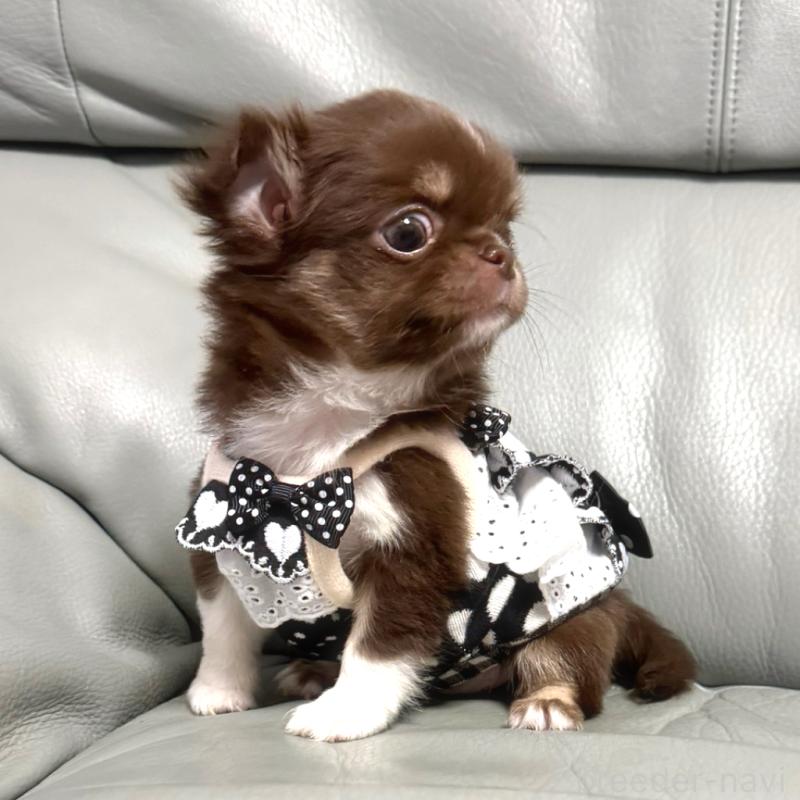 販売中の徳島県のチワワ(ロングコート)-454239の5枚目