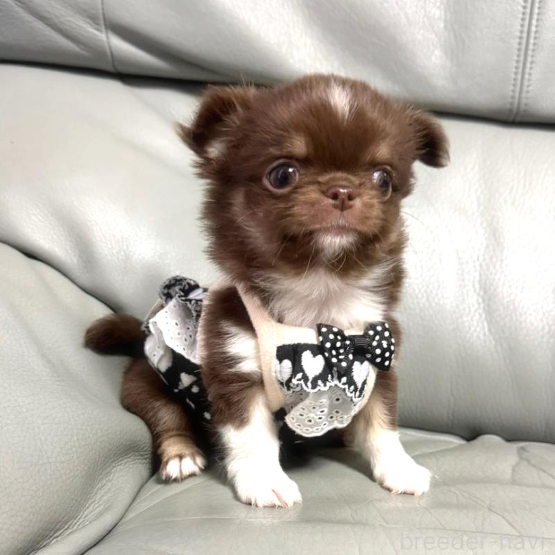 販売中の徳島県のチワワ(ロングコート)-454239の4枚目