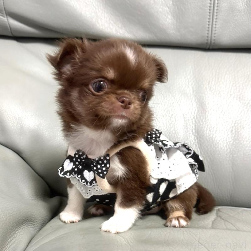 販売中の徳島県のチワワ(ロングコート)-454239の3枚目