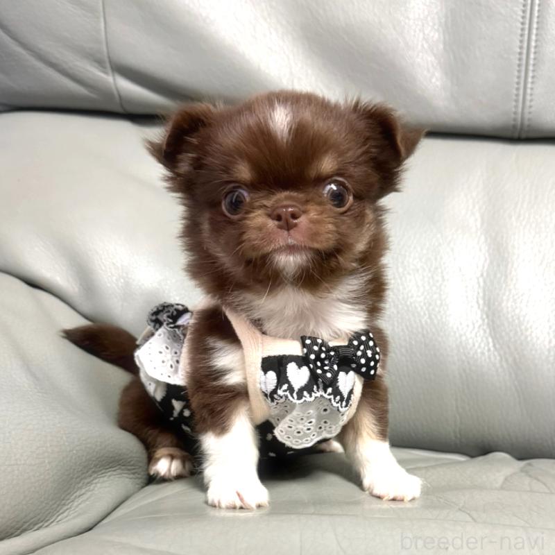 販売中の徳島県のチワワ(ロングコート)-454239の2枚目