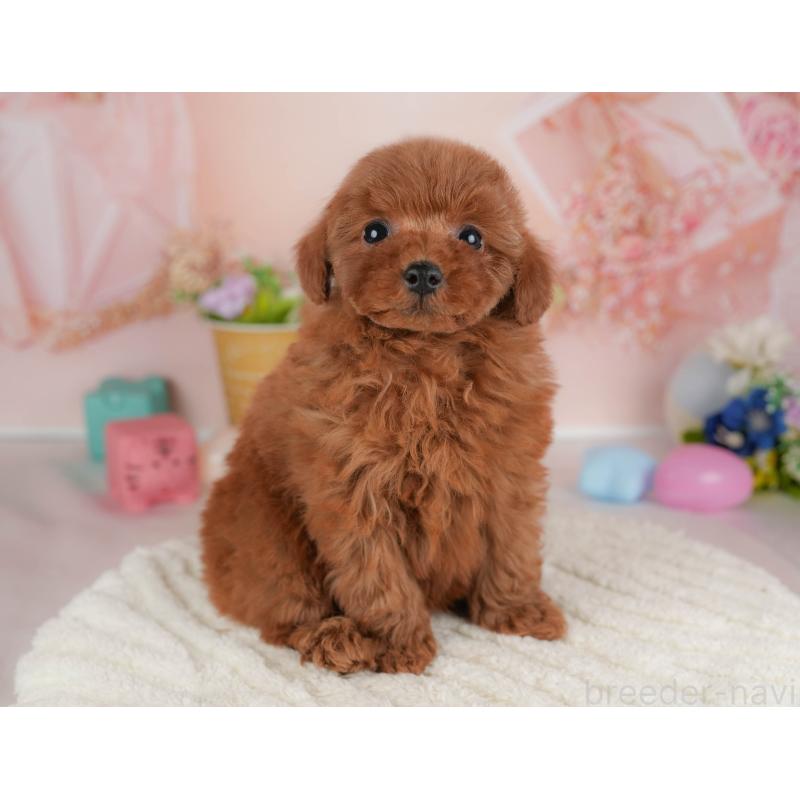 販売中の群馬県のトイプードル-454724の8枚目