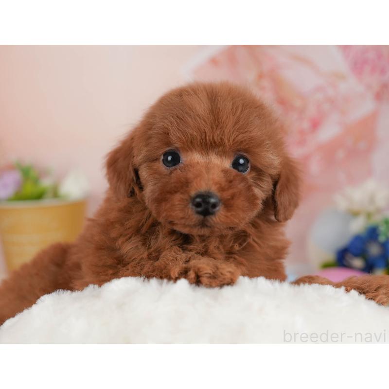 販売中の群馬県のトイプードル-454724の6枚目