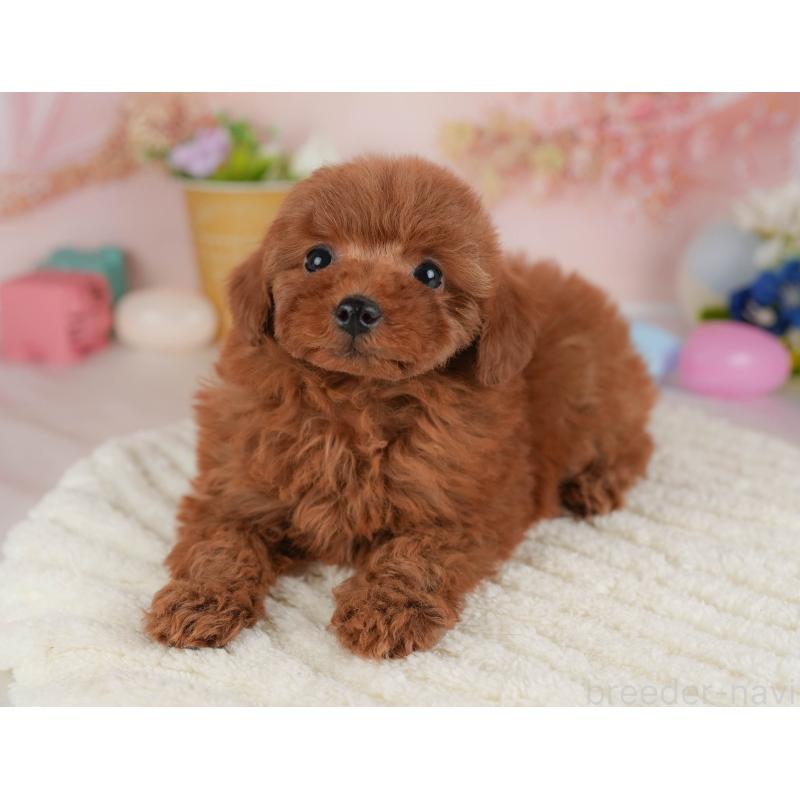 販売中の群馬県のトイプードル-454724の5枚目