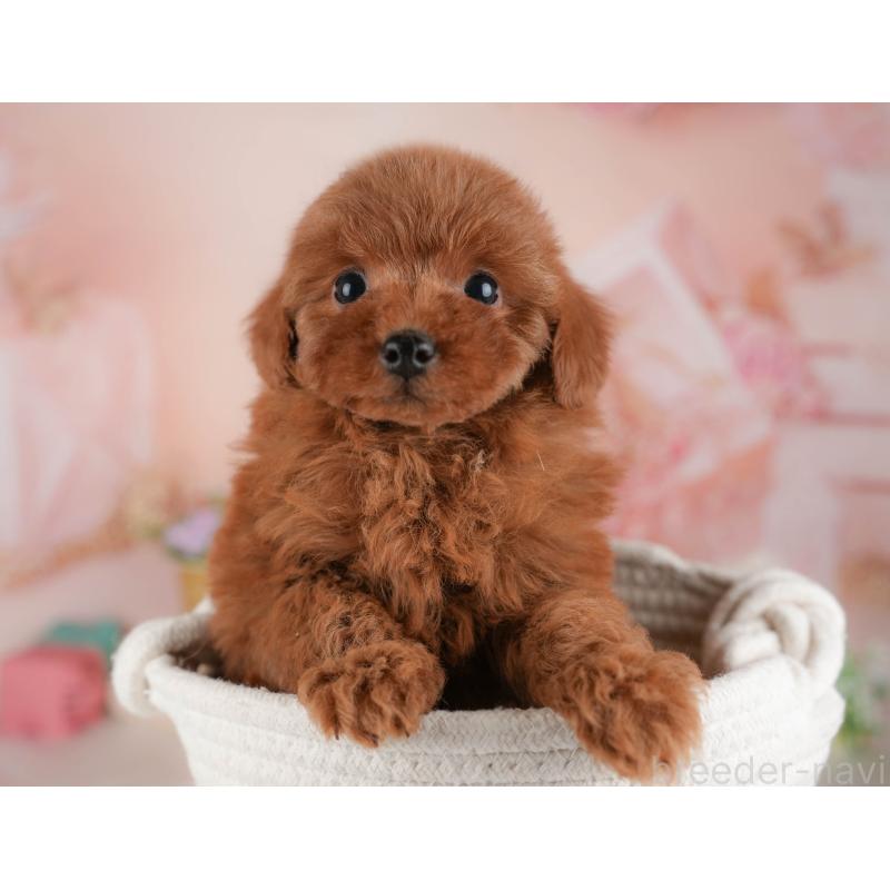 販売中の群馬県のトイプードル-454724の4枚目