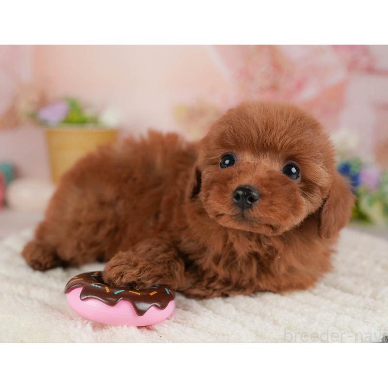 販売中の群馬県のトイプードル-454724の3枚目