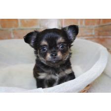 ♀︎チワワ(ロングコート)