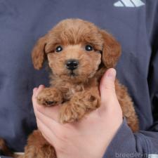 ♀︎トイプードル