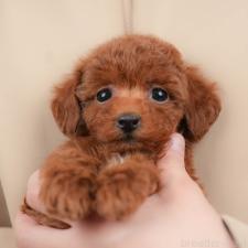 オンライン見学