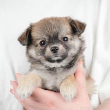 ♀︎チワワ(ロングコート)