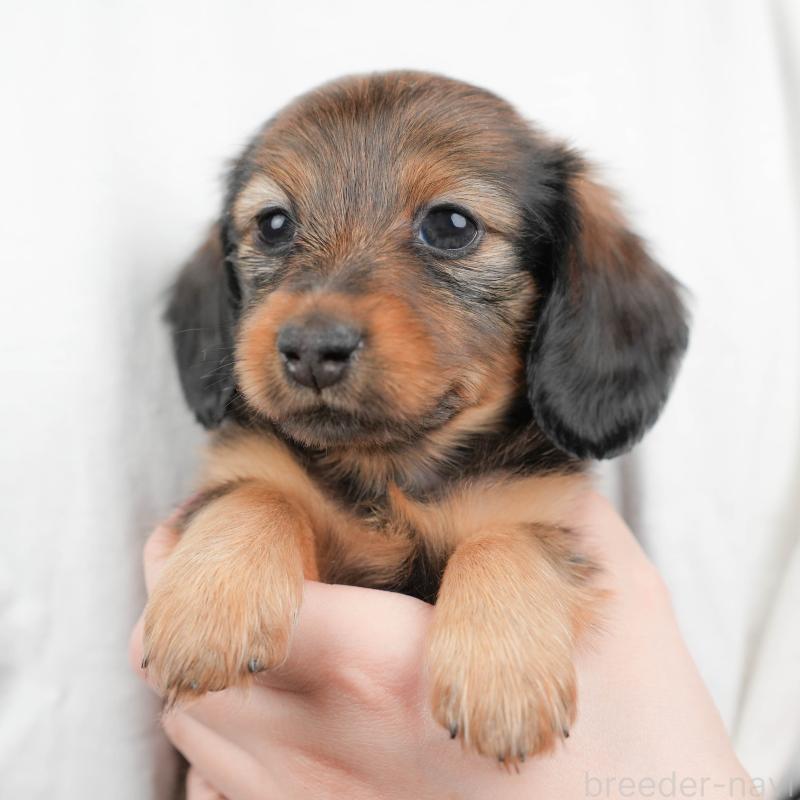 ♀︎ミニチュアダックスフンド(ロングヘアード)