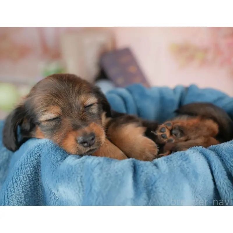 販売中の群馬県のミニチュアダックスフンド(ロングヘアード)-454723の8枚目