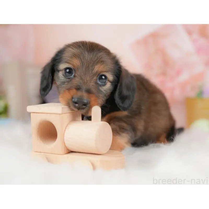 販売中の群馬県のミニチュアダックスフンド(ロングヘアード)-454723の7枚目