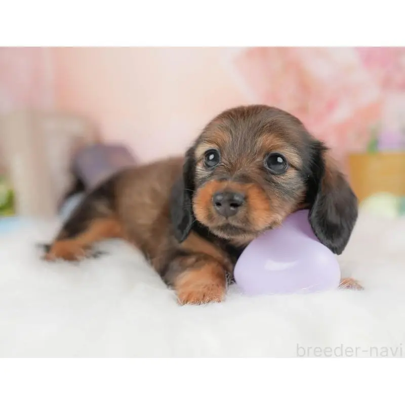 販売中の群馬県のミニチュアダックスフンド(ロングヘアード)-454723の6枚目