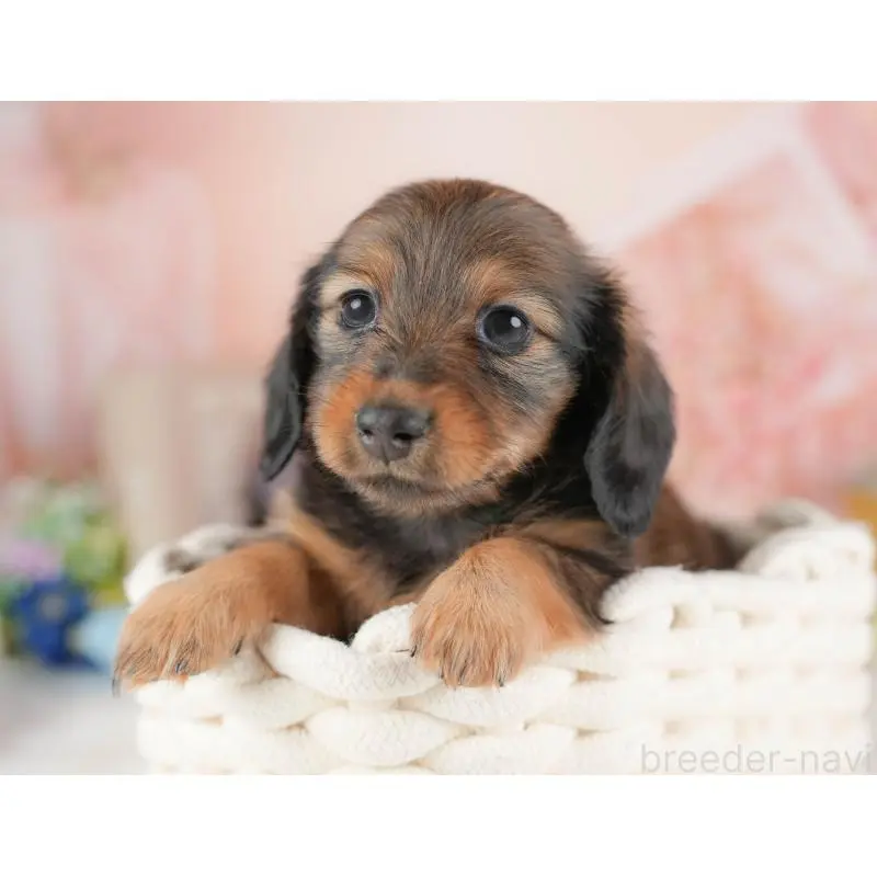 販売中の群馬県のミニチュアダックスフンド(ロングヘアード)-454723の5枚目