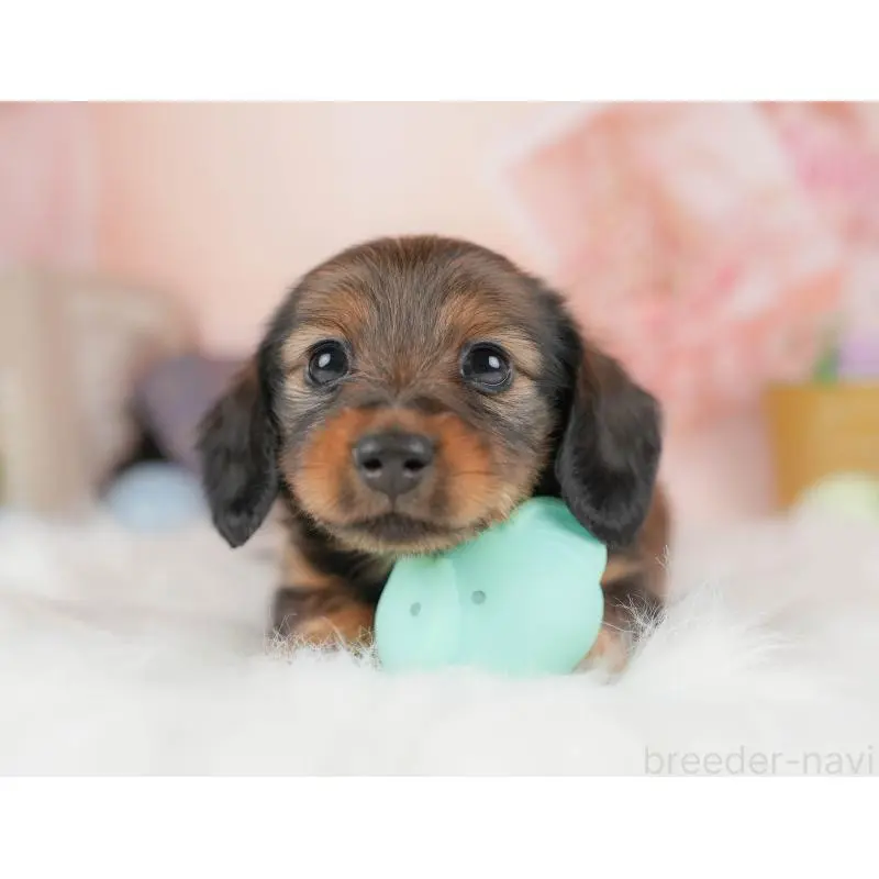 販売中の群馬県のミニチュアダックスフンド(ロングヘアード)-454723の4枚目