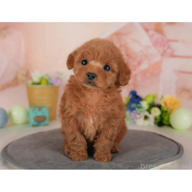 販売中の群馬県のトイプードル-454722の11枚目