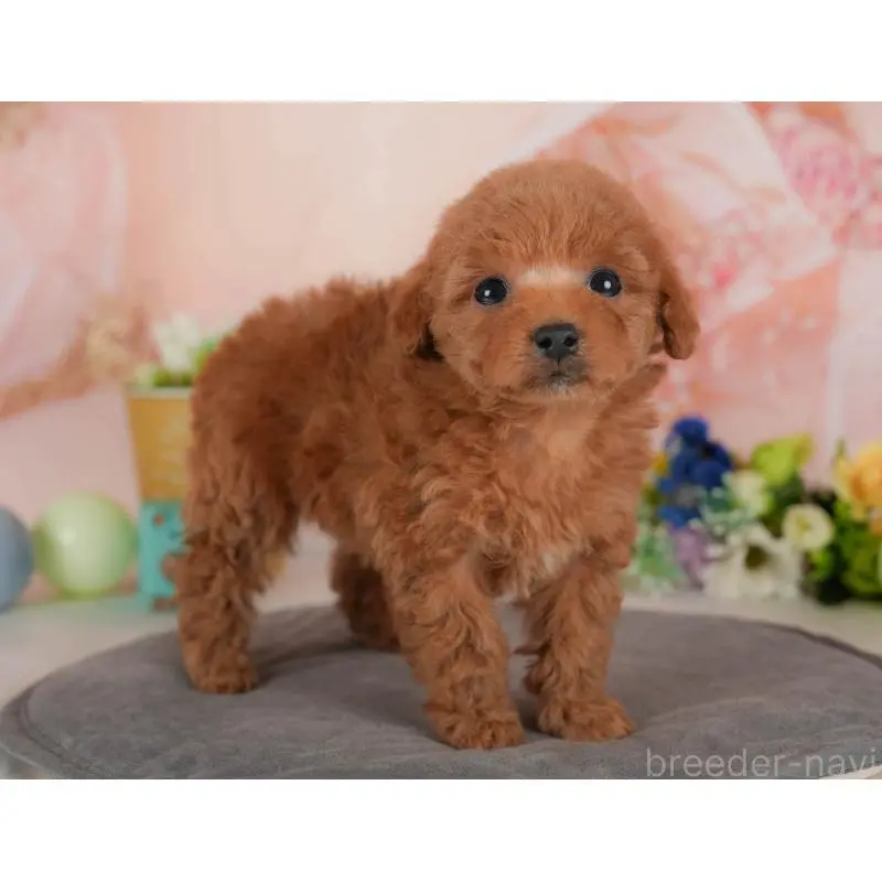 販売中の群馬県のトイプードル-454722の10枚目