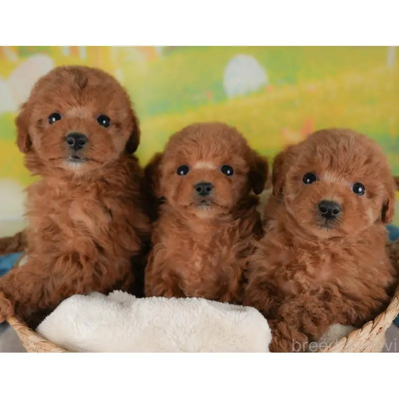 販売中の群馬県のトイプードル-454722の9枚目