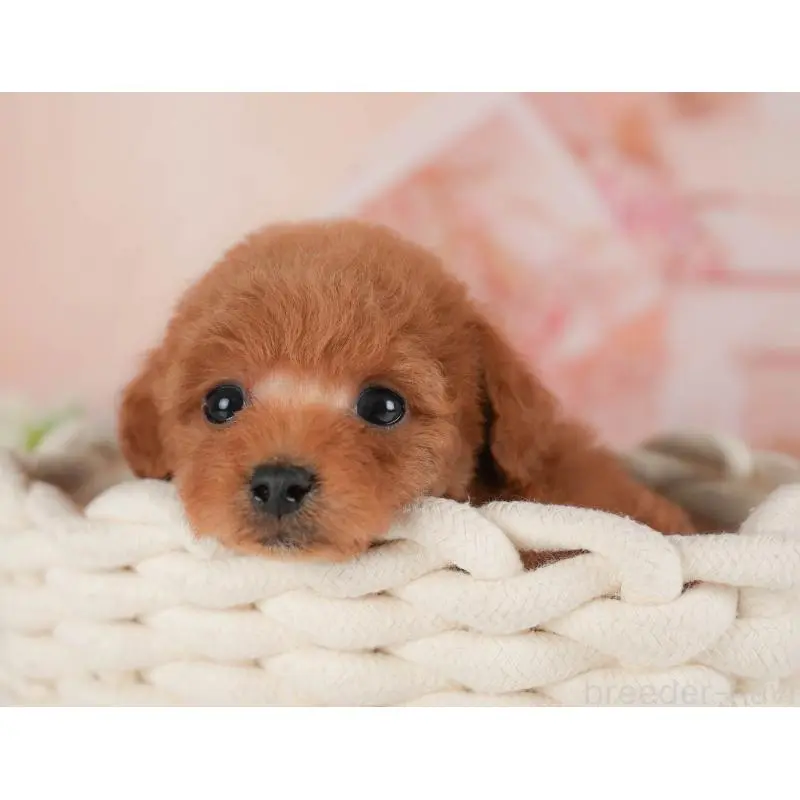 販売中の群馬県のトイプードル-454722の8枚目