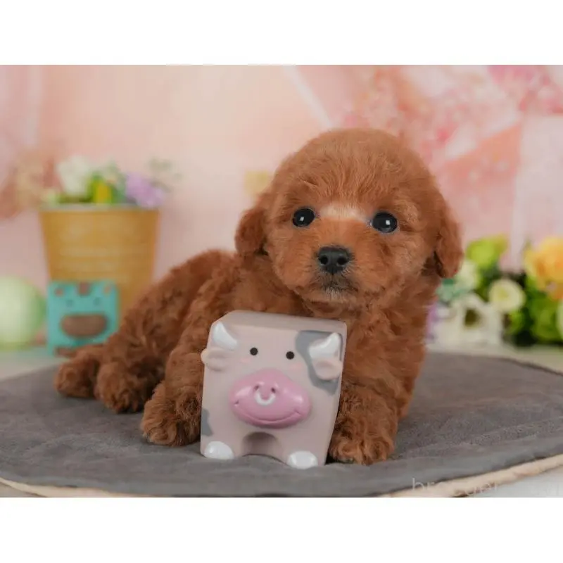 販売中の群馬県のトイプードル-454722の7枚目