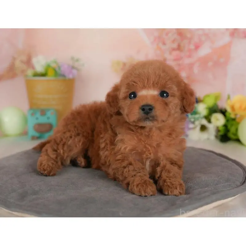 販売中の群馬県のトイプードル-454722の6枚目