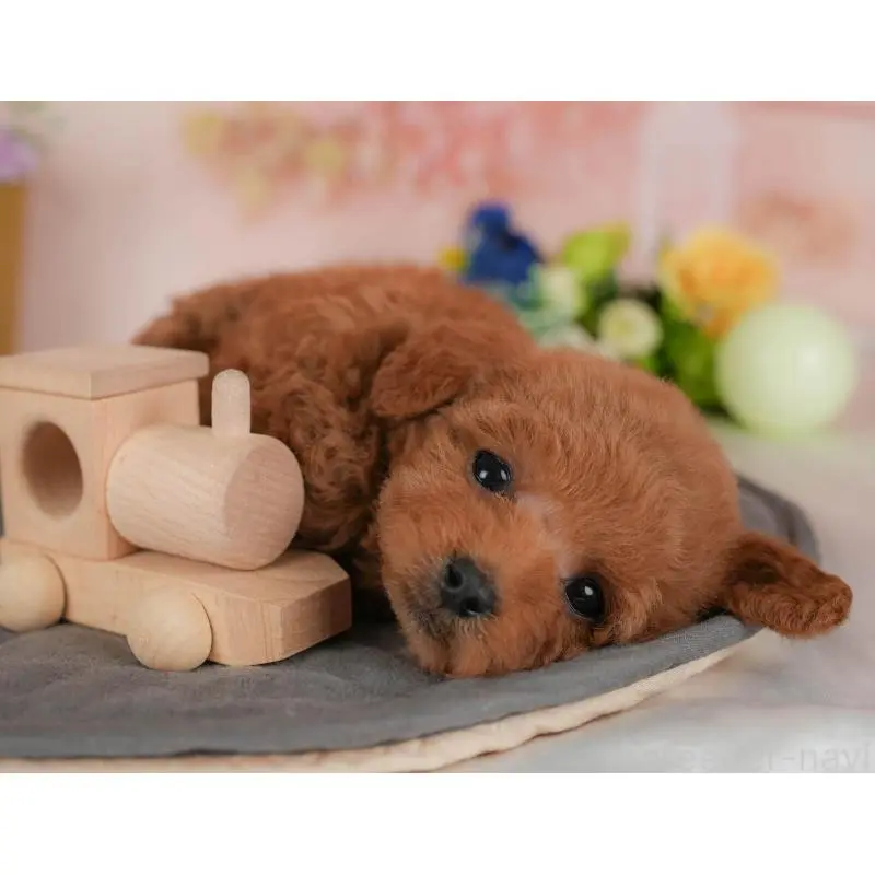 販売中の群馬県のトイプードル-454722の5枚目