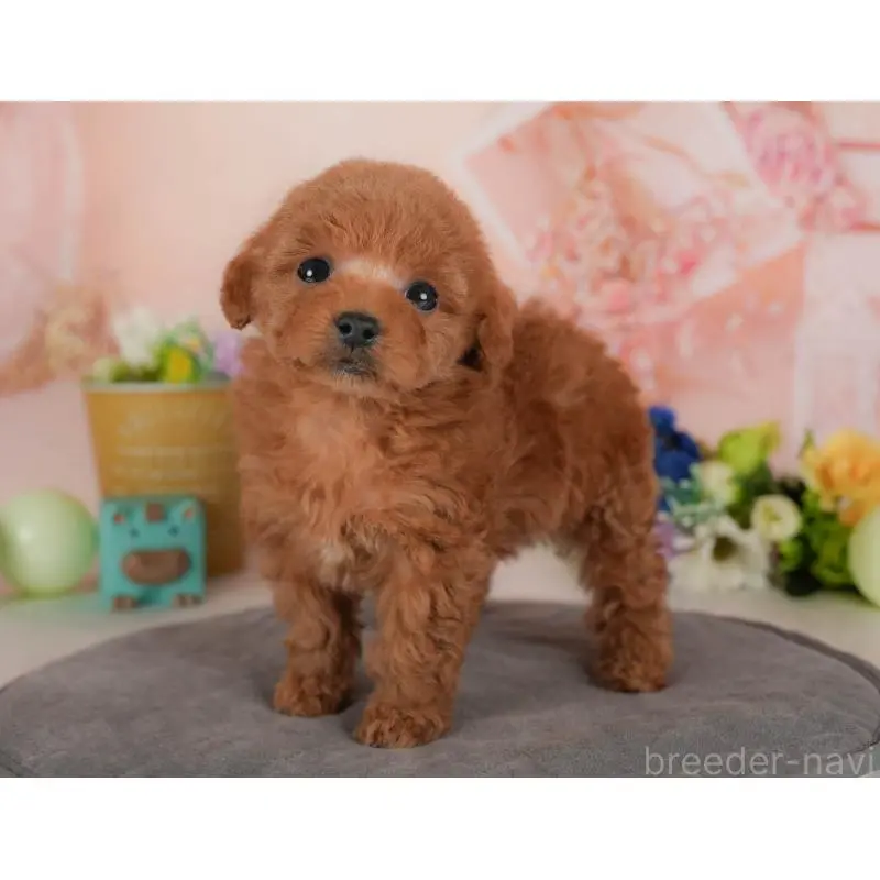 販売中の群馬県のトイプードル-454722の4枚目