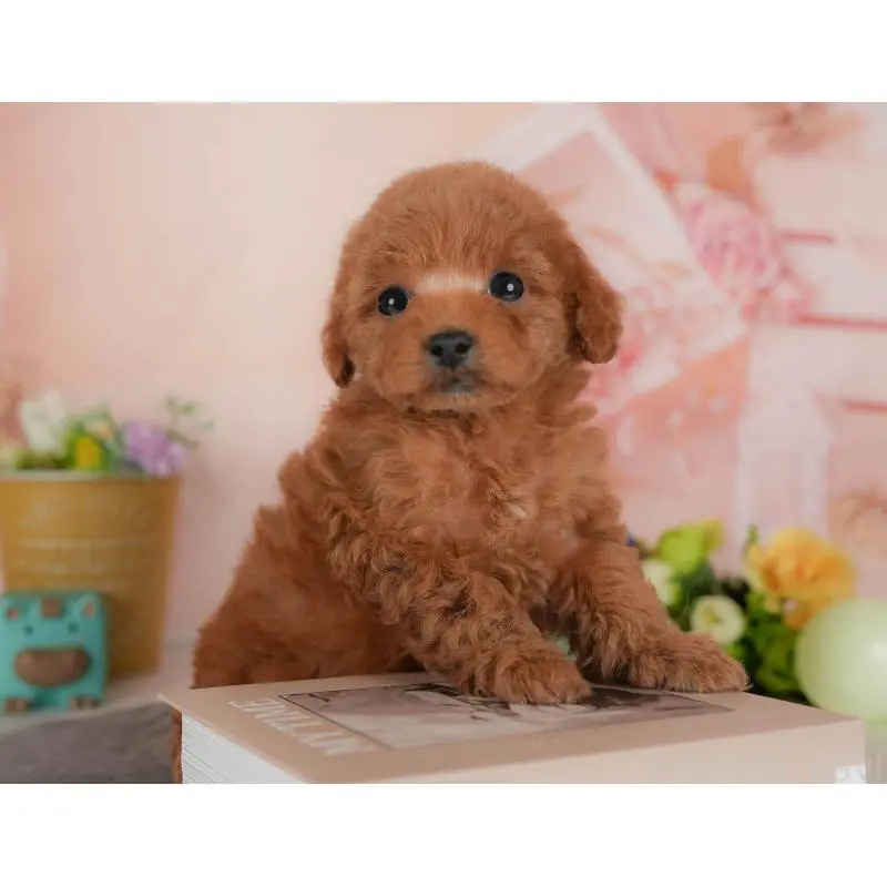 販売中の群馬県のトイプードル-454722の3枚目