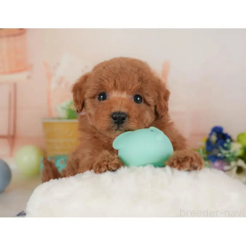 販売中の群馬県のトイプードル-454721の11枚目