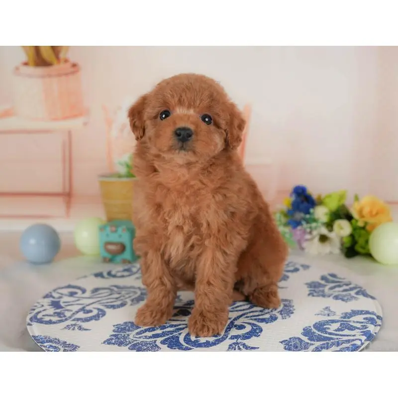 販売中の群馬県のトイプードル-454721の10枚目