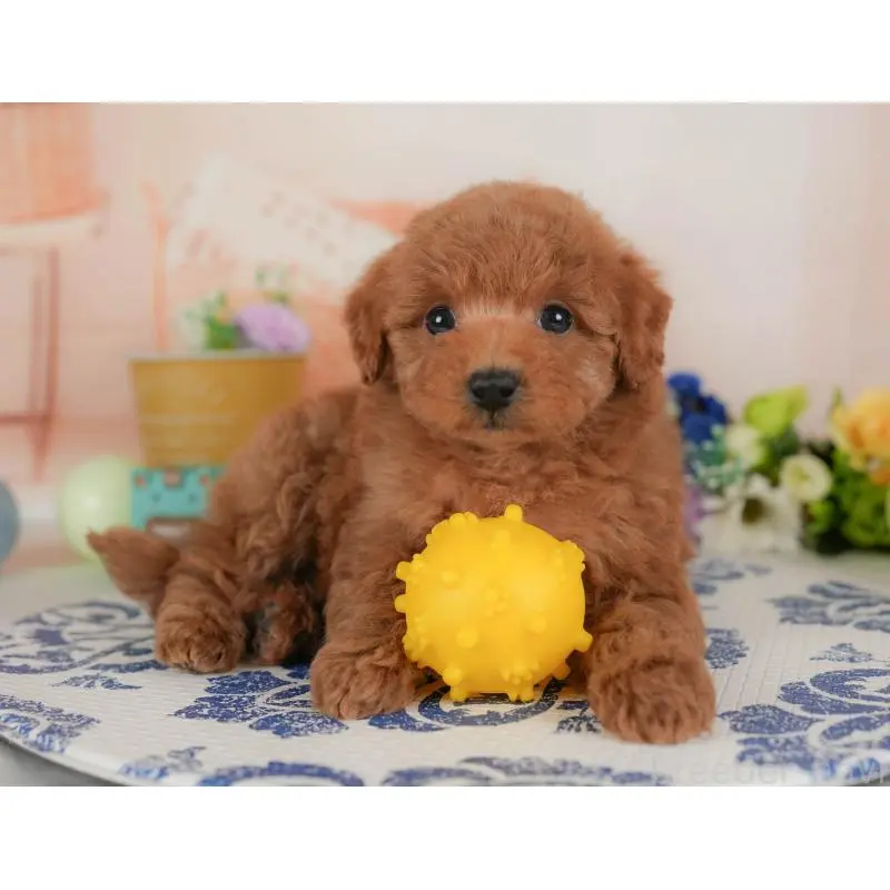 販売中の群馬県のトイプードル-454721の8枚目