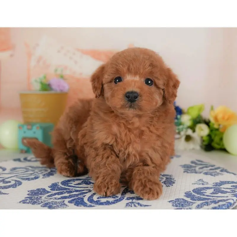 販売中の群馬県のトイプードル-454721の7枚目