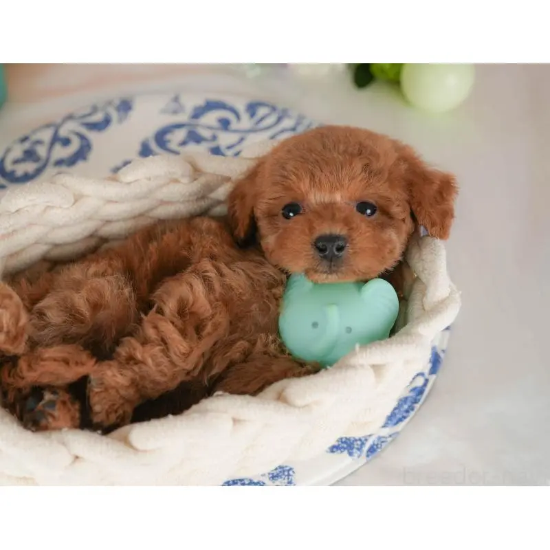 販売中の群馬県のトイプードル-454721の5枚目