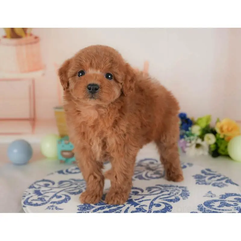 販売中の群馬県のトイプードル-454721の4枚目