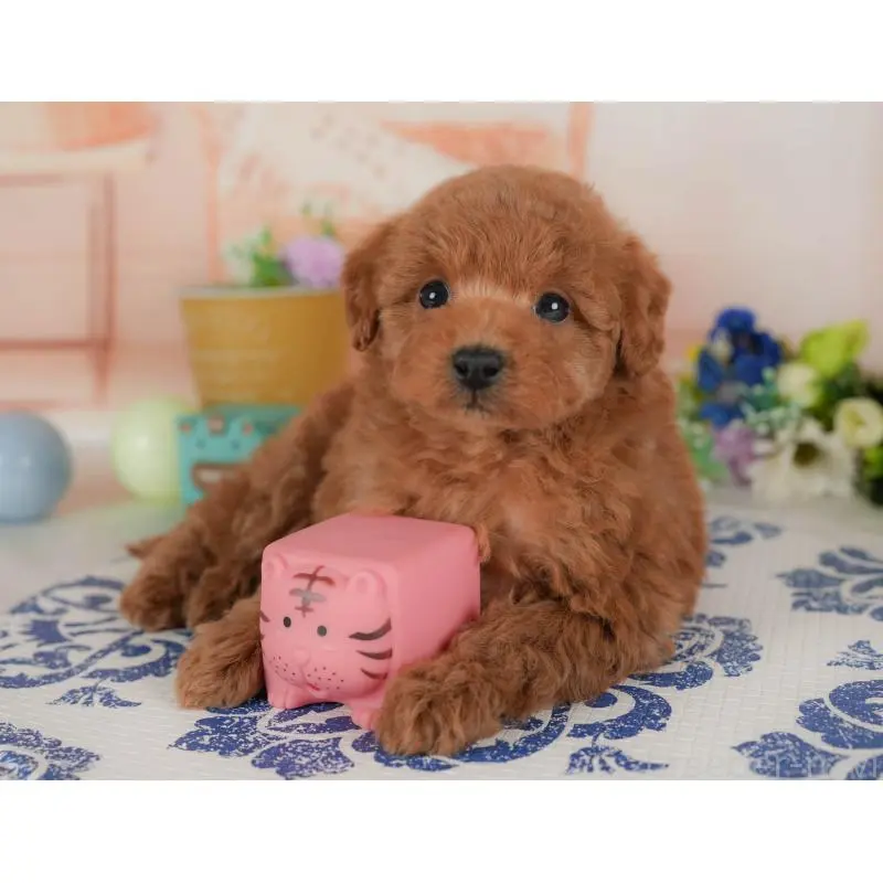 販売中の群馬県のトイプードル-454721の3枚目