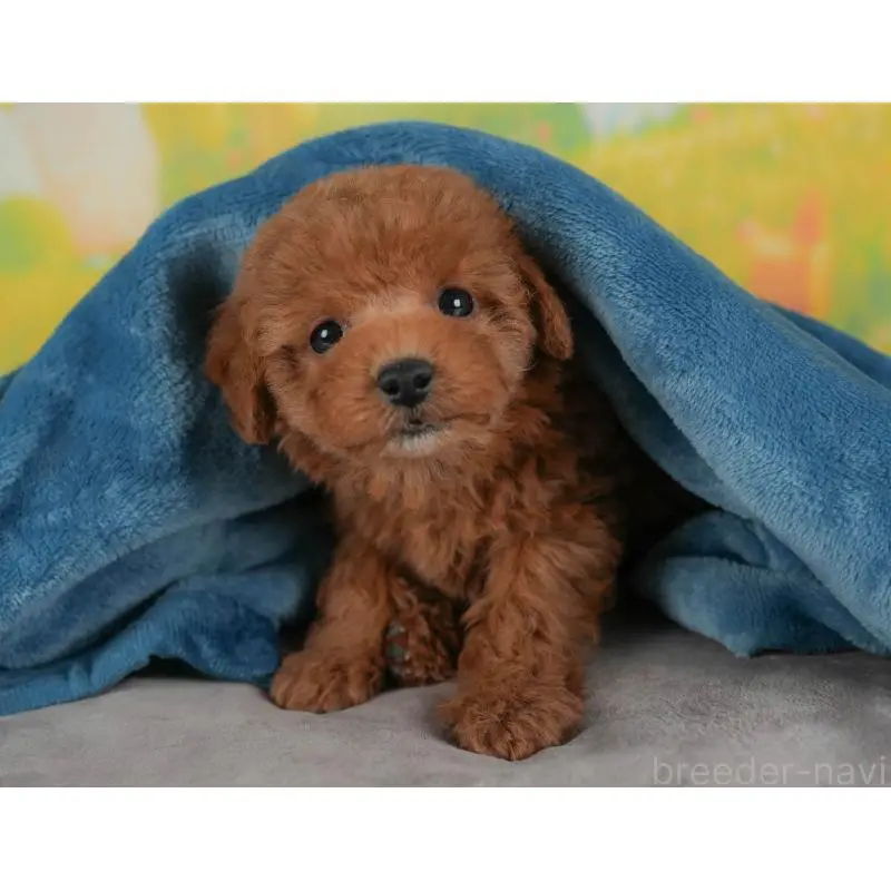 販売中の群馬県のトイプードル-454720の11枚目