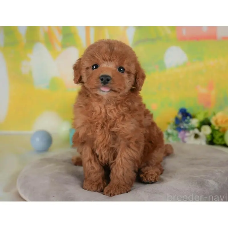 販売中の群馬県のトイプードル-454720の10枚目