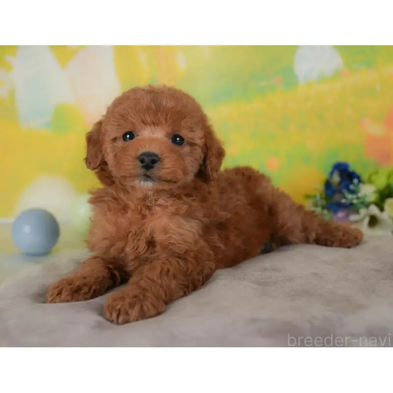 販売中の群馬県のトイプードル-454720の8枚目