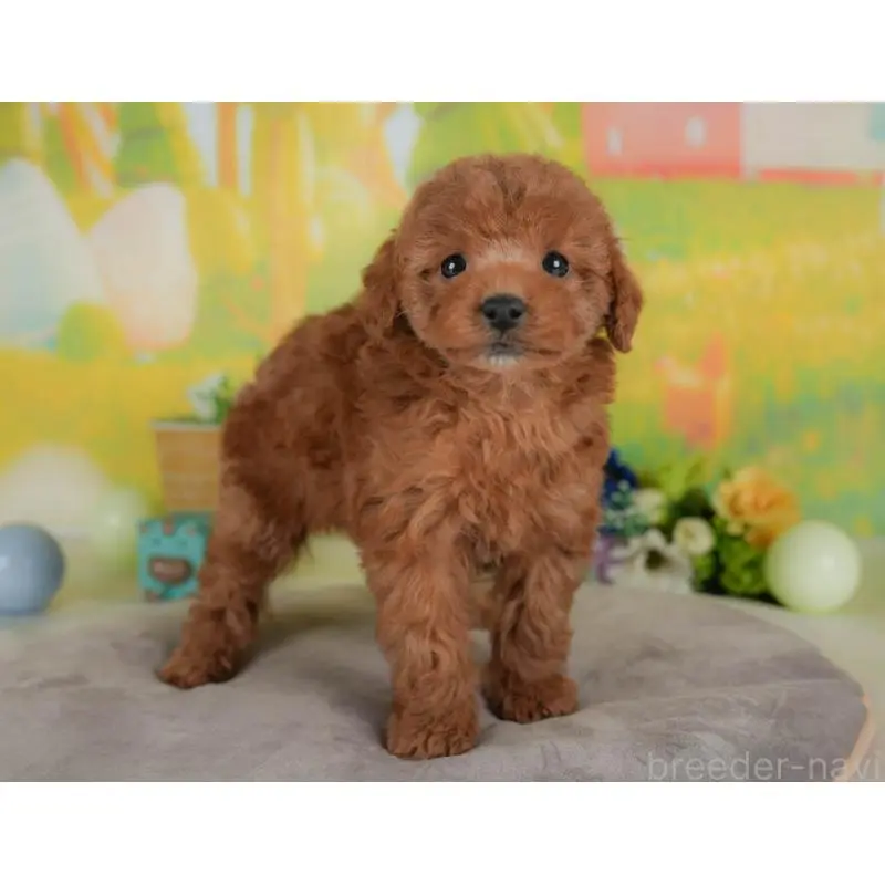 販売中の群馬県のトイプードル-454720の7枚目