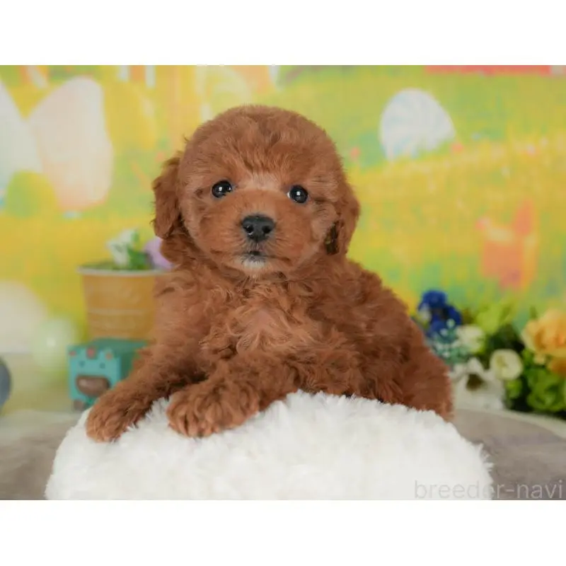 販売中の群馬県のトイプードル-454720の5枚目