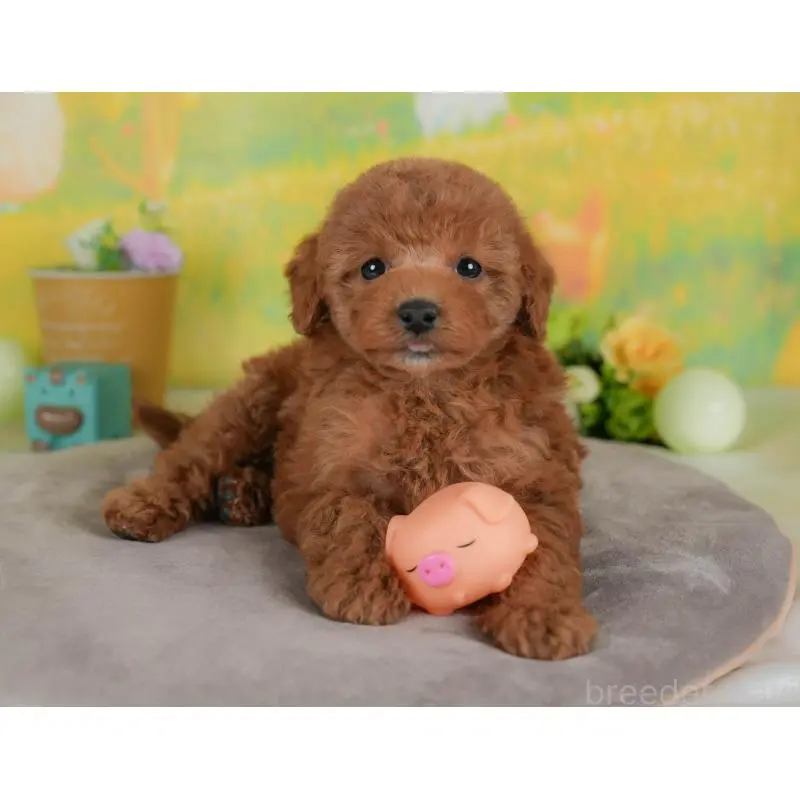 販売中の群馬県のトイプードル-454720の4枚目