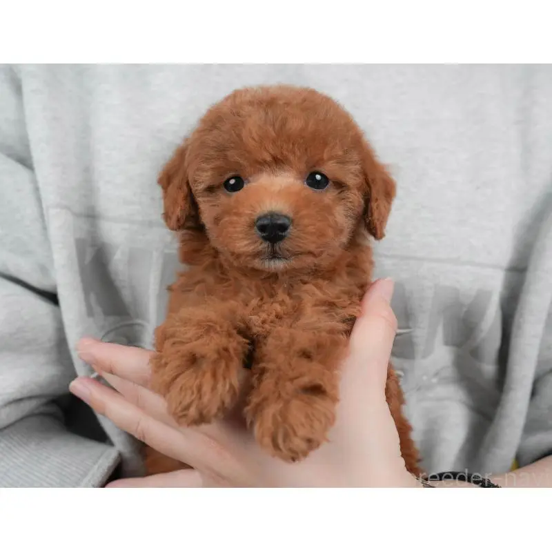 販売中の群馬県のトイプードル-454720の3枚目