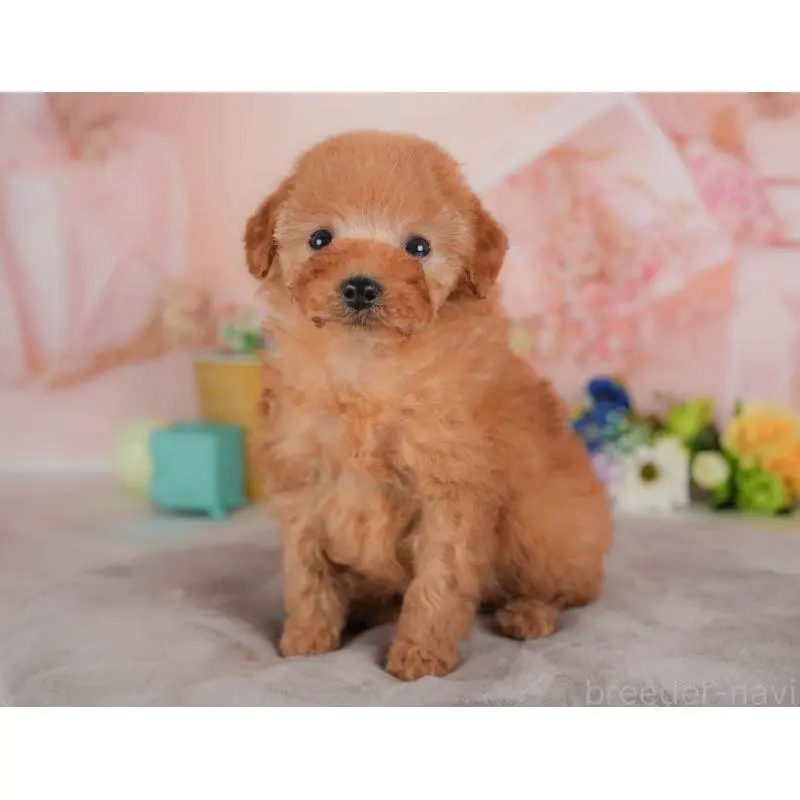 販売中の群馬県のトイプードル-455767の13枚目