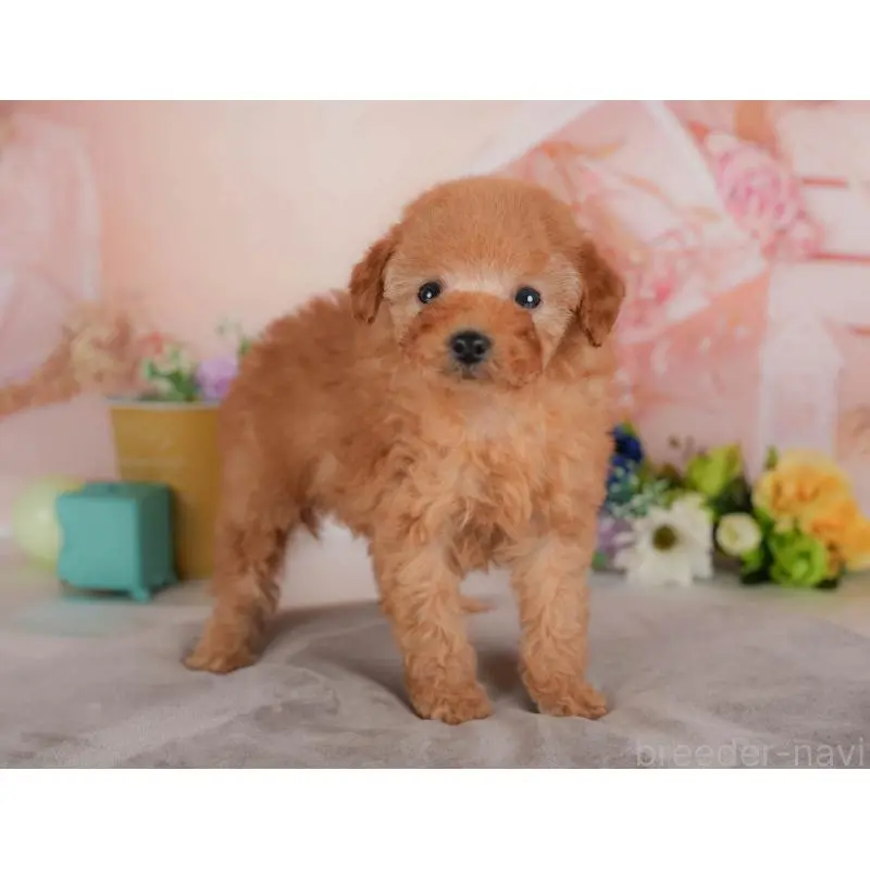 販売中の群馬県のトイプードル-455767の12枚目