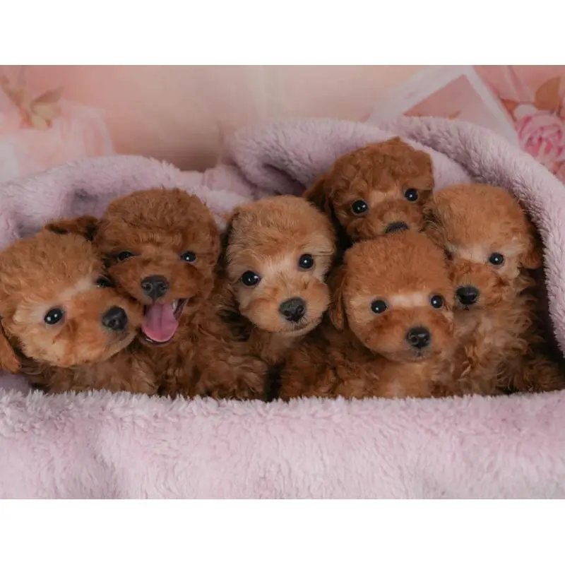 販売中の群馬県のトイプードル-455767の11枚目