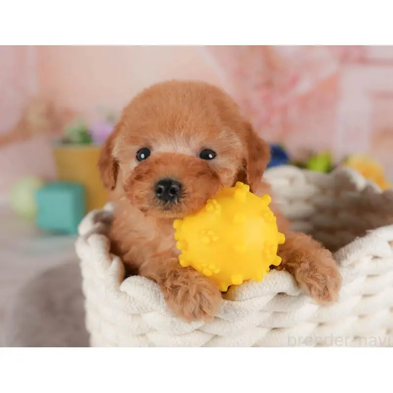 販売中の群馬県のトイプードル-455767の10枚目